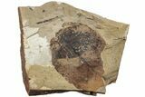 Fossil Leaf (Fagus) - McAbee, BC #226115-1